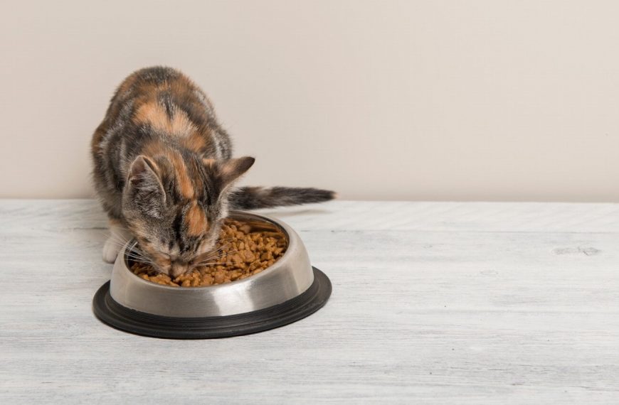 Le choc des croquettes : Pourquoi la nourriture humide est le secret d&rsquo;une santé optimale pour votre chat !