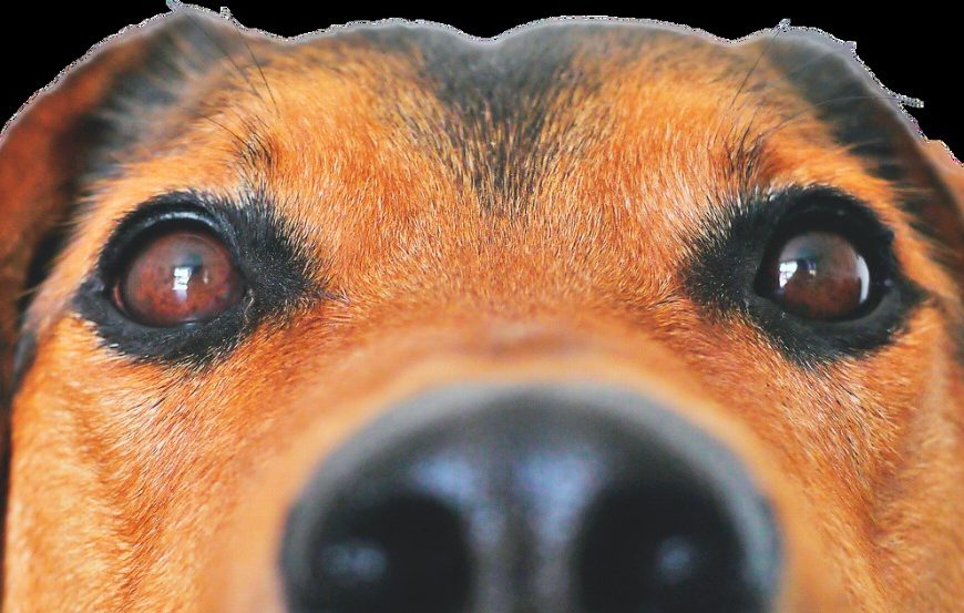 Le choc des photos : découvrez les signes de vieillissement chez votre chien, vous n&rsquo;en croirez pas vos yeux !