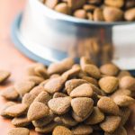 Le distributeur de croquettes qui révolutionne la vie des chiens – découvrez lequel !