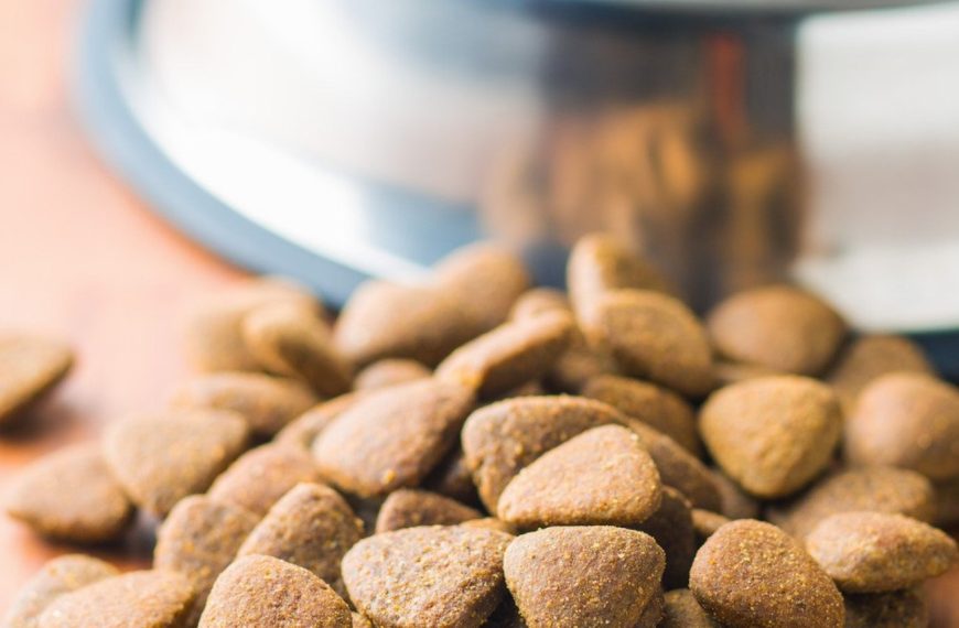 Le distributeur de croquettes qui révolutionne la vie des chiens – découvrez lequel !