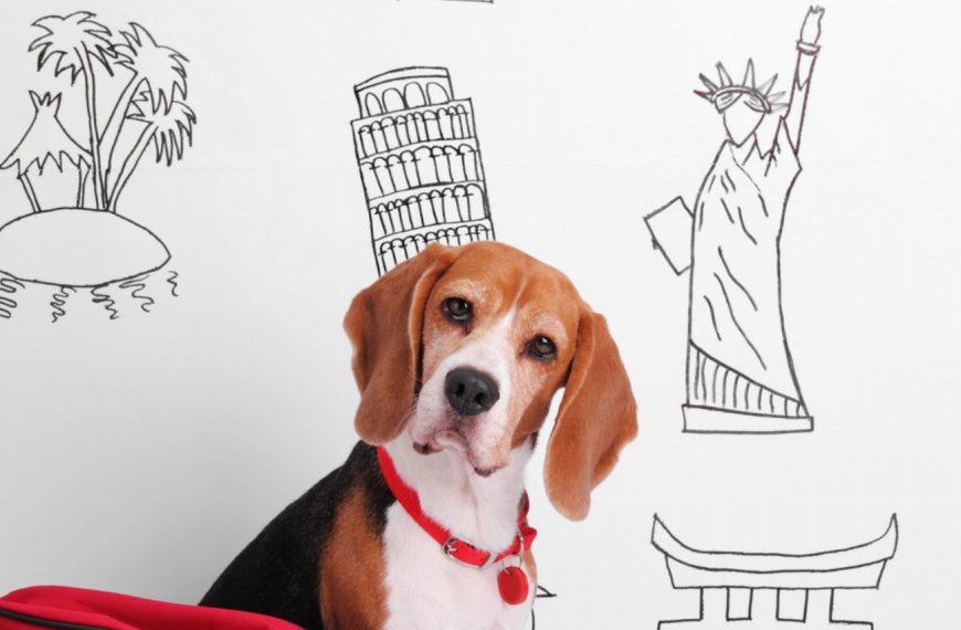 Le guide ultime pour voyager avec votre chien en scooter : découvrez nos astuces imparables !