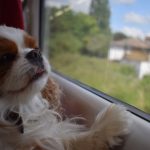 Le guide ultime pour voyager en tramway avec votre chien – Astuces indispensables !