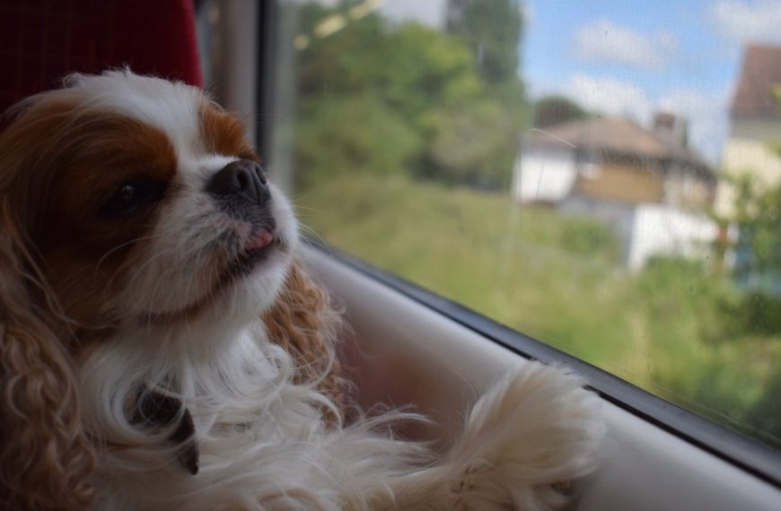 Le guide ultime pour voyager en tramway avec votre chien – Astuces indispensables !