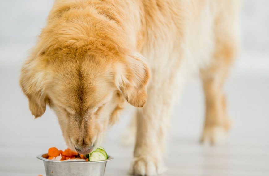 Le régime BARF : le secret pour une santé optimale de votre chien !