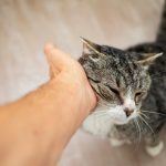 Le secret bien gardé des chats révélé : découvrez les incroyables bienfaits du ronronnement !