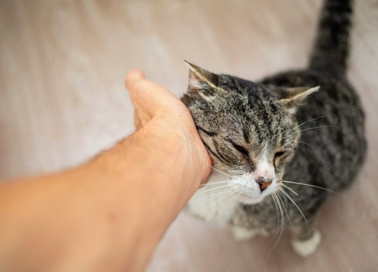 Le secret bien gardé des chats révélé :…