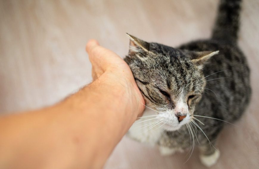 Le secret bien gardé des chats révélé : découvrez les incroyables bienfaits du ronronnement !
