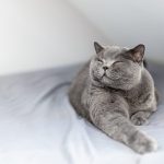 Le secret bien gardé pour détecter et soigner les troubles gastro-intestinaux chez les chats – Vous ne croirez pas ce que votre chat peut cacher!