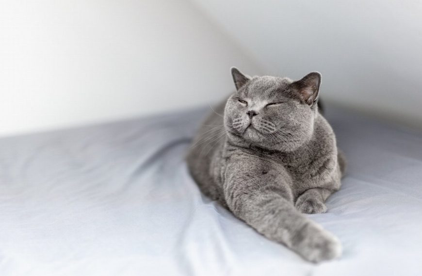 Le secret bien gardé pour détecter et soigner les troubles gastro-intestinaux chez les chats – Vous ne croirez pas ce que votre chat peut cacher!