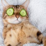 Le secret du bonheur félin révélé : Découvrez les massages relaxants pour votre chat !