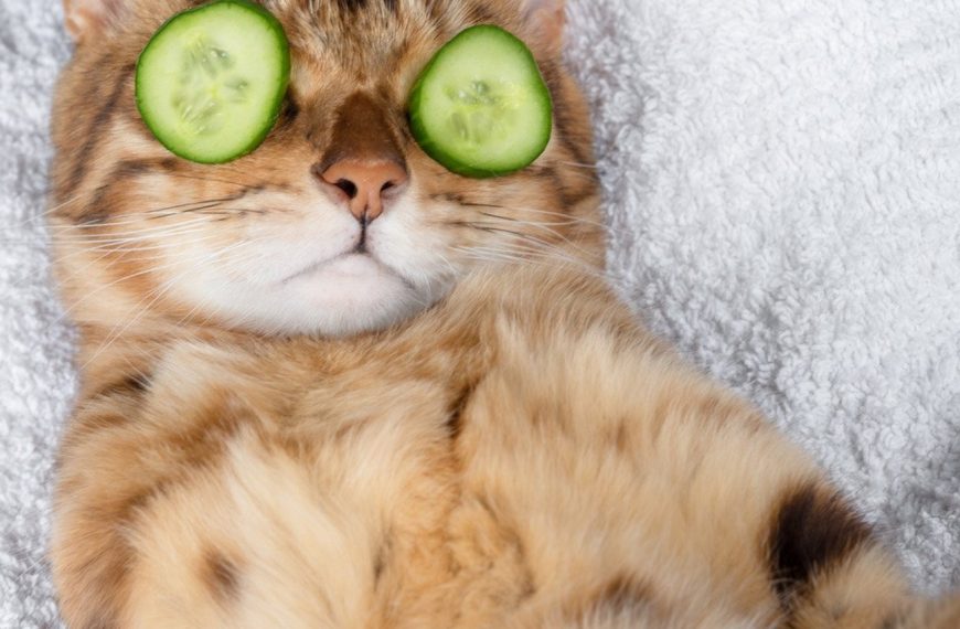 Le secret du bonheur félin révélé : Découvrez les massages relaxants pour votre chat !