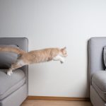 Le secret incroyable pour arrêter votre chat de vous sauter dessus – Révélation choc !