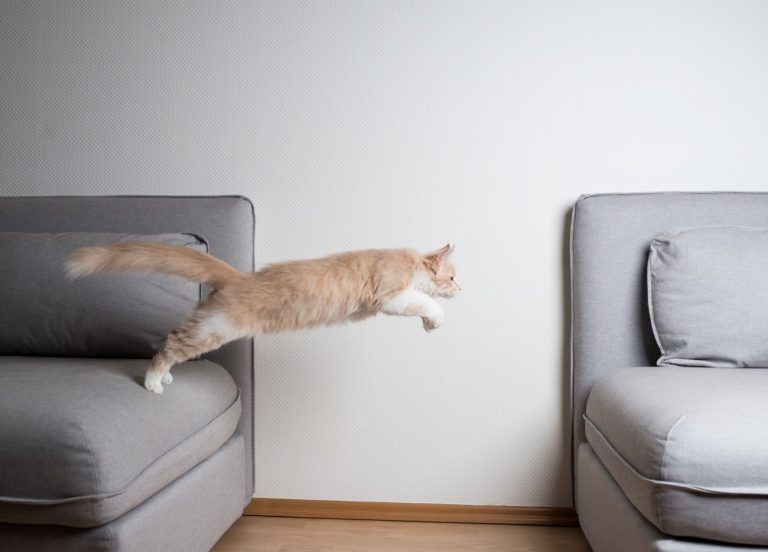 Le secret incroyable pour arrêter votre chat de…