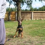 Le secret pour apaiser l&rsquo;agressivité des chiens envers les humains : découvrez LA technique qui fonctionne à tous les coups !