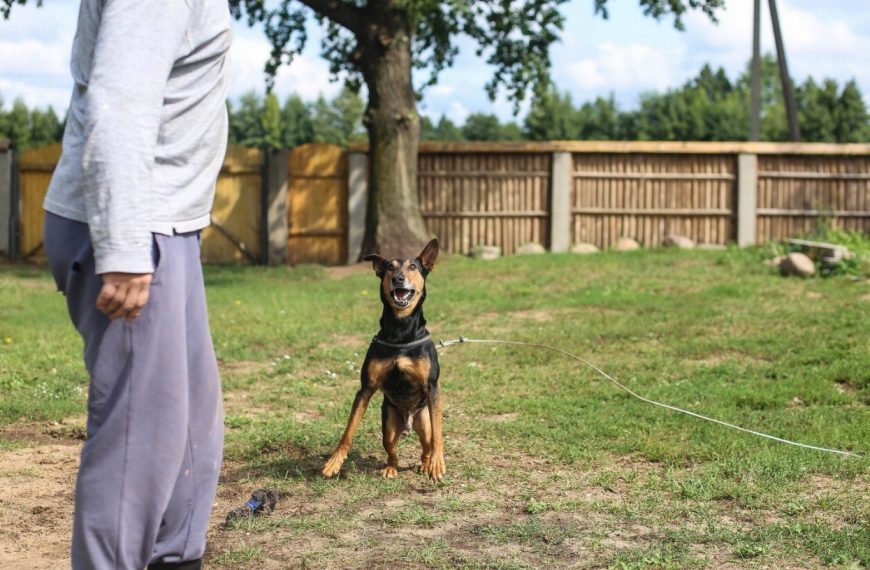 Le secret pour apaiser l&rsquo;agressivité des chiens envers les humains : découvrez LA technique qui fonctionne à tous les coups !