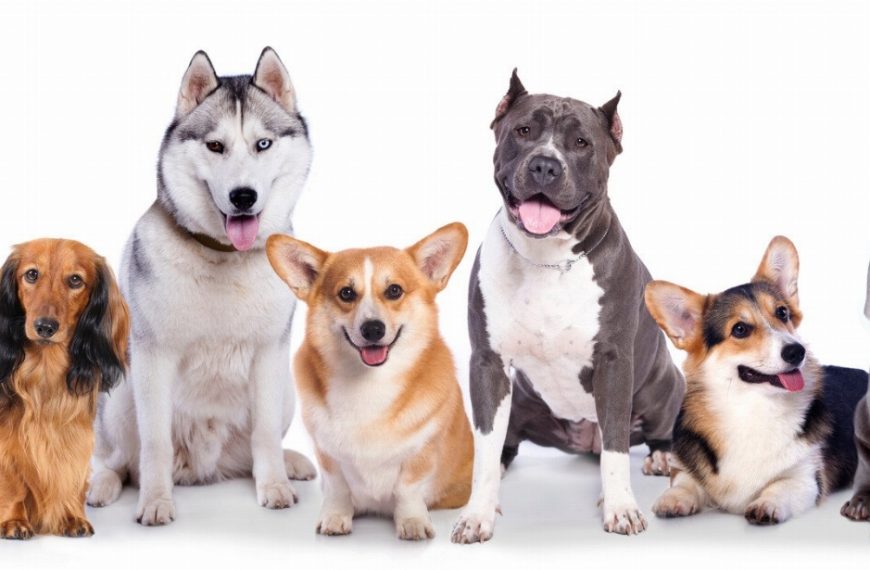 Le secret pour calmer un chien hyperactif en 3 étapes faciles !
