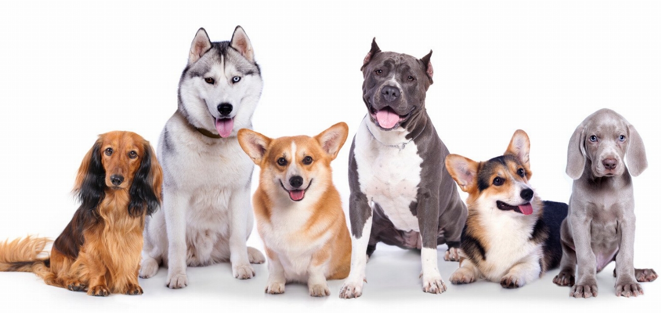 Le secret pour calmer un chien hyperactif en 3 étapes…