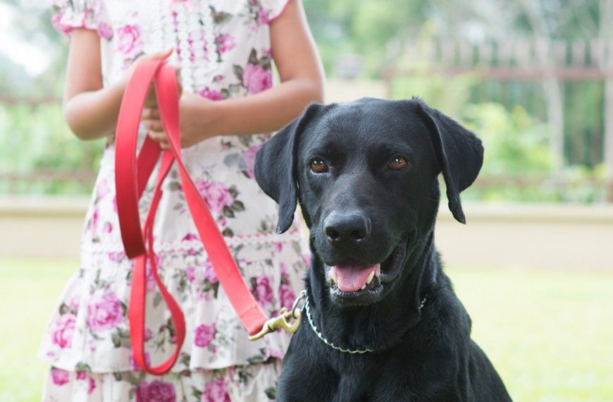 Le secret pour choisir le chien parfait pour accompagner un enfant autiste : la clé du bonheur et de l&rsquo;épanouissement !