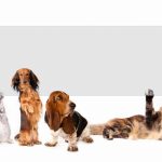 Le secret pour éviter les infections urinaires chez les chiens – Découvrez les astuces infaillibles !