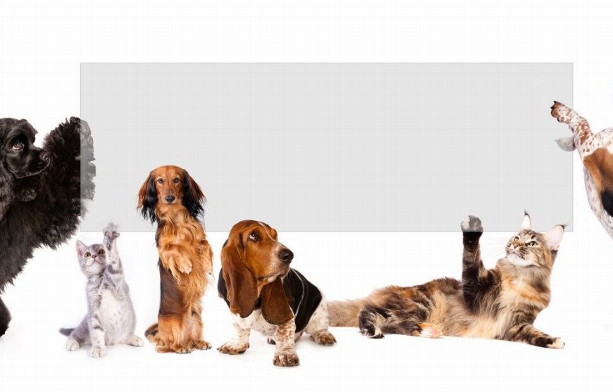 Le secret pour éviter les infections urinaires chez les chiens – Découvrez les astuces infaillibles !