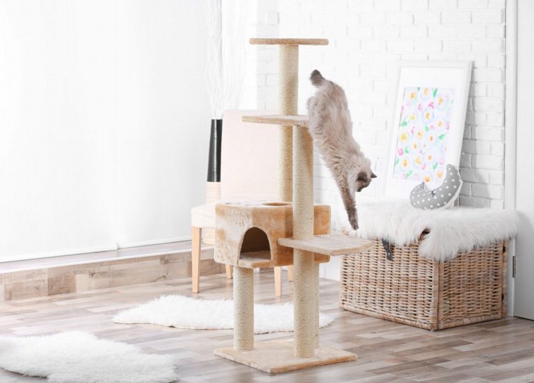 Le secret pour garder votre chat loin des…