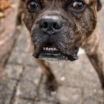 Le secret pour mettre fin aux comportements agressifs envers les autres animaux ! Découvrez la méthode révolutionnaire qui change tout !