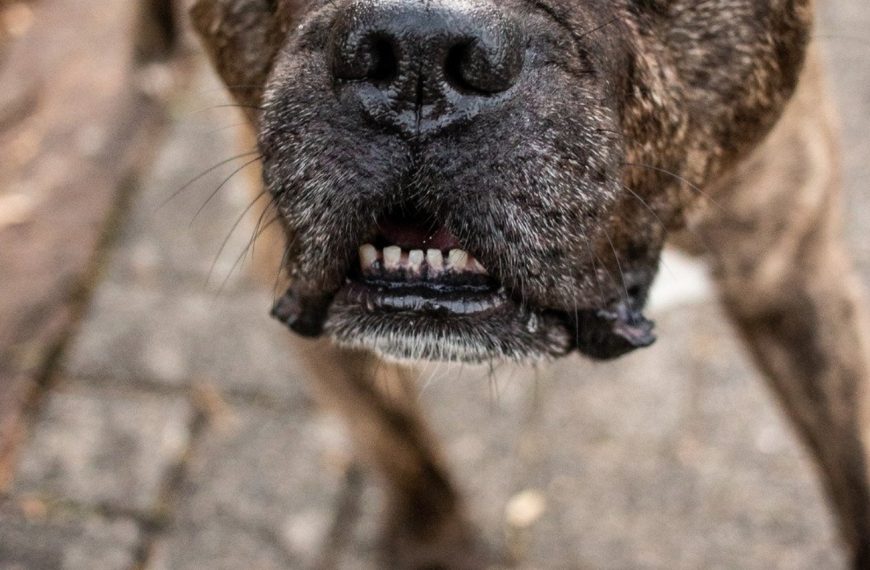 Le secret pour mettre fin aux comportements agressifs envers les autres animaux ! Découvrez la méthode révolutionnaire qui change tout !