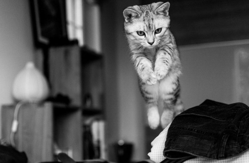 Le secret pour mettre fin aux sauts agressifs de votre chat envers les autres animaux – Découvrez nos astuces infaillibles !