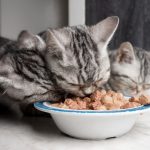 Le secret pour protéger vos fils électriques et vos plantes des griffes destructrices de votre chat !