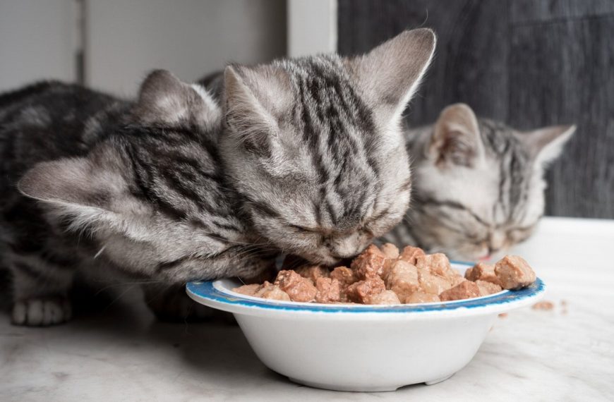Le secret pour protéger vos fils électriques et vos plantes des griffes destructrices de votre chat !