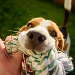 Le secret pour un chien heureux et équilibré : la socialisation à vie !
