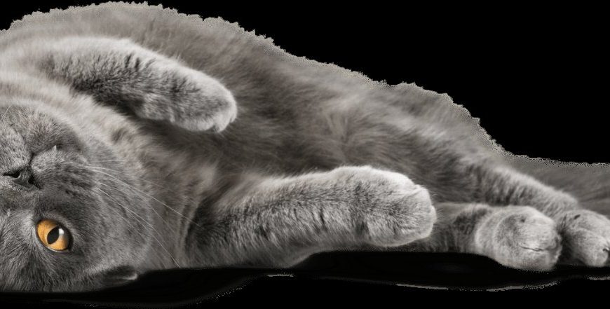 Le secret révélé pour dire adieu aux soucis urinaires de votre chat – découvrez les conseils indispensables !