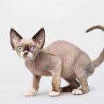 Le secret révélé pour mettre fin aux comportements agressifs des chats envers leurs congénères !