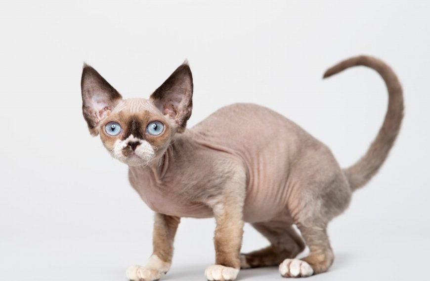 Le secret révélé pour mettre fin aux comportements agressifs des chats envers leurs congénères !
