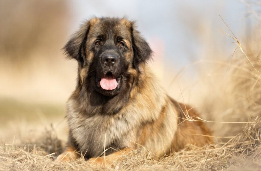 Leonberger : guide race de chien