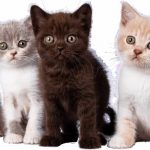 Les 3 secrets pour nourrir votre chaton et lui assurer une santé d&rsquo;enfer!