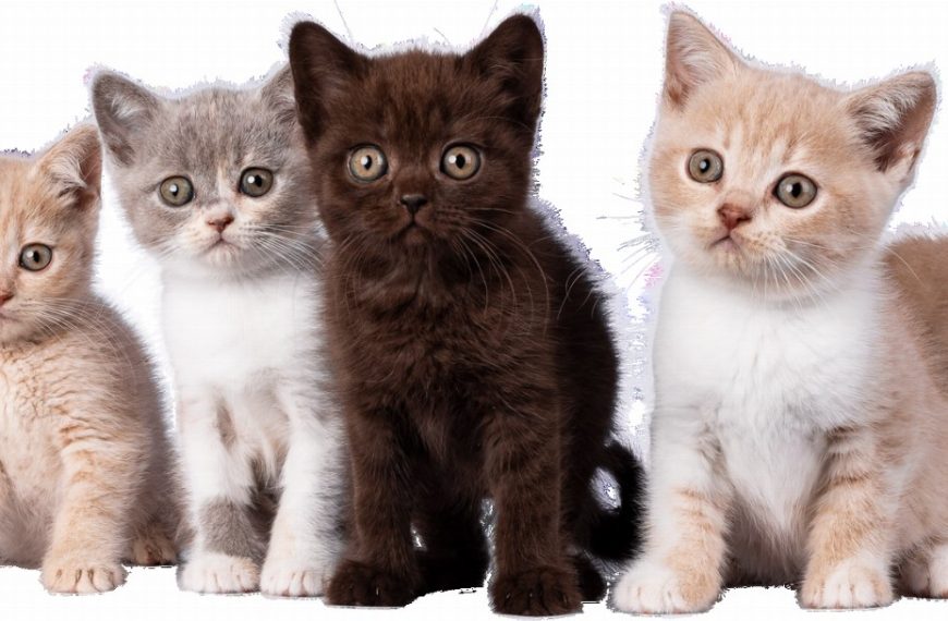Les 3 secrets pour nourrir votre chaton et lui assurer une santé d&rsquo;enfer!