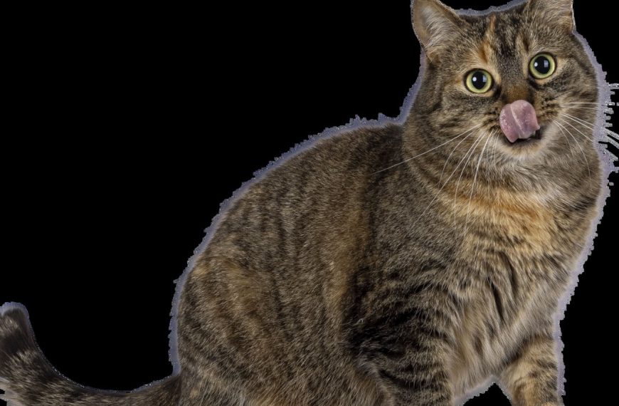 Les 5 astuces indispensables pour créer un environnement sûr et sain pour votre chat à la maison !