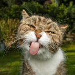 Les 5 astuces infaillibles pour empêcher votre chat de dévorer vos précieuses plantes d&rsquo;intérieur !
