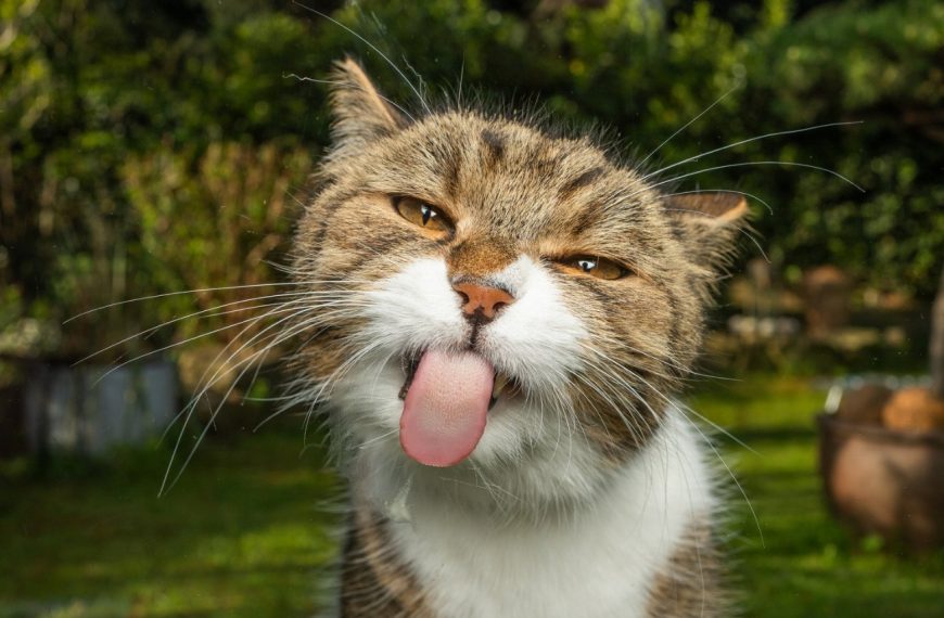Les 5 astuces infaillibles pour empêcher votre chat de dévorer vos précieuses plantes d&rsquo;intérieur !