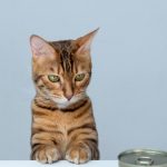 Les 5 erreurs alimentaires que tous les propriétaires de chats font, la numéro 3 va vous surprendre !