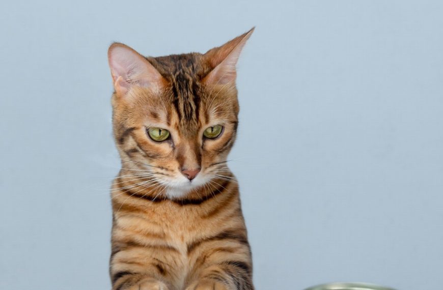 Les 5 erreurs alimentaires que tous les propriétaires de chats font, la numéro 3 va vous surprendre !