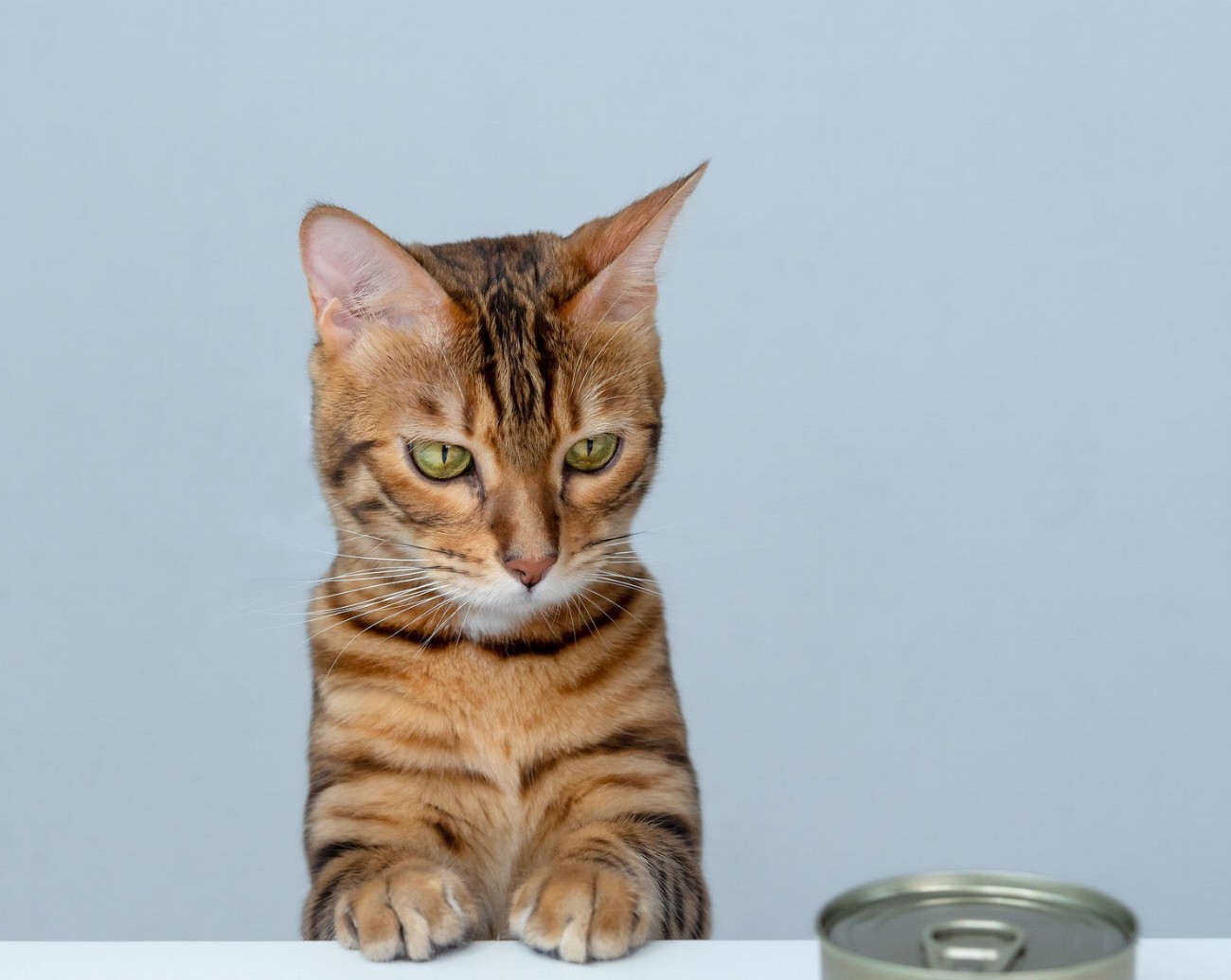 Les 5 erreurs alimentaires que tous les propriétaires de chats…