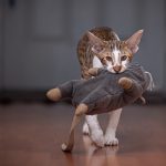 Les 5 jouets indispensables pour créer un lien indestructible avec votre chat en extérieur !ouTransformez vos sorties en moments magiques avec votre chat grâce à ces jouets irrésistibles !