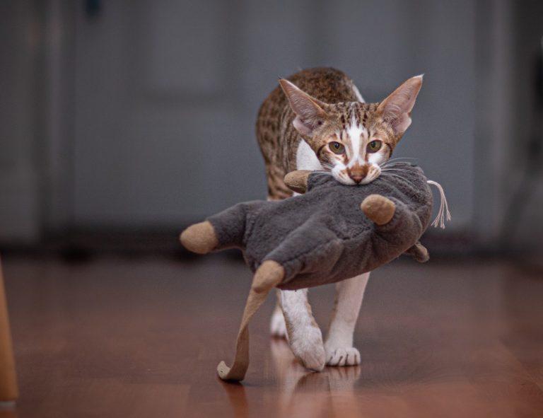 Les 5 jouets indispensables pour créer un lien…