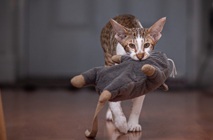 Les 5 jouets indispensables pour créer un lien indestructible avec votre chat en extérieur !ouTransformez vos sorties en moments magiques avec votre chat grâce à ces jouets irrésistibles !