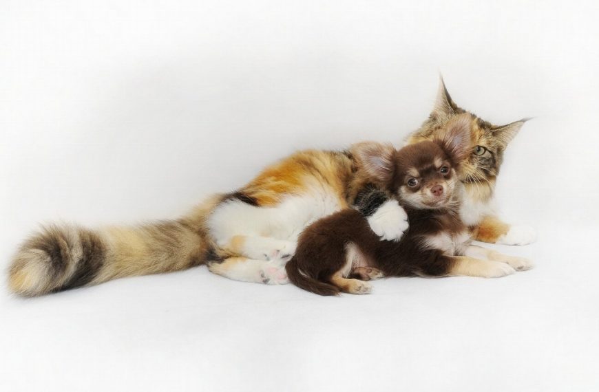 Les 5 jouets indispensables pour créer un lien indestructible avec votre chat – Vous ne devinerez jamais le numéro 3 !