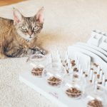 Les 5 jouets irrésistibles pour divertir votre chat et mettre fin à son ennui !