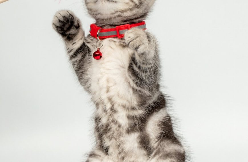 Les 5 jouets miracles pour apaiser l’anxiété de votre chat et le rendre zen en un instant !