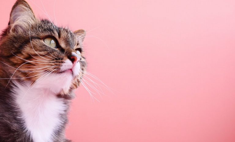 Les 5 problèmes digestifs les plus fréquents chez les chats – Découvrez les astuces pour soulager votre félin !